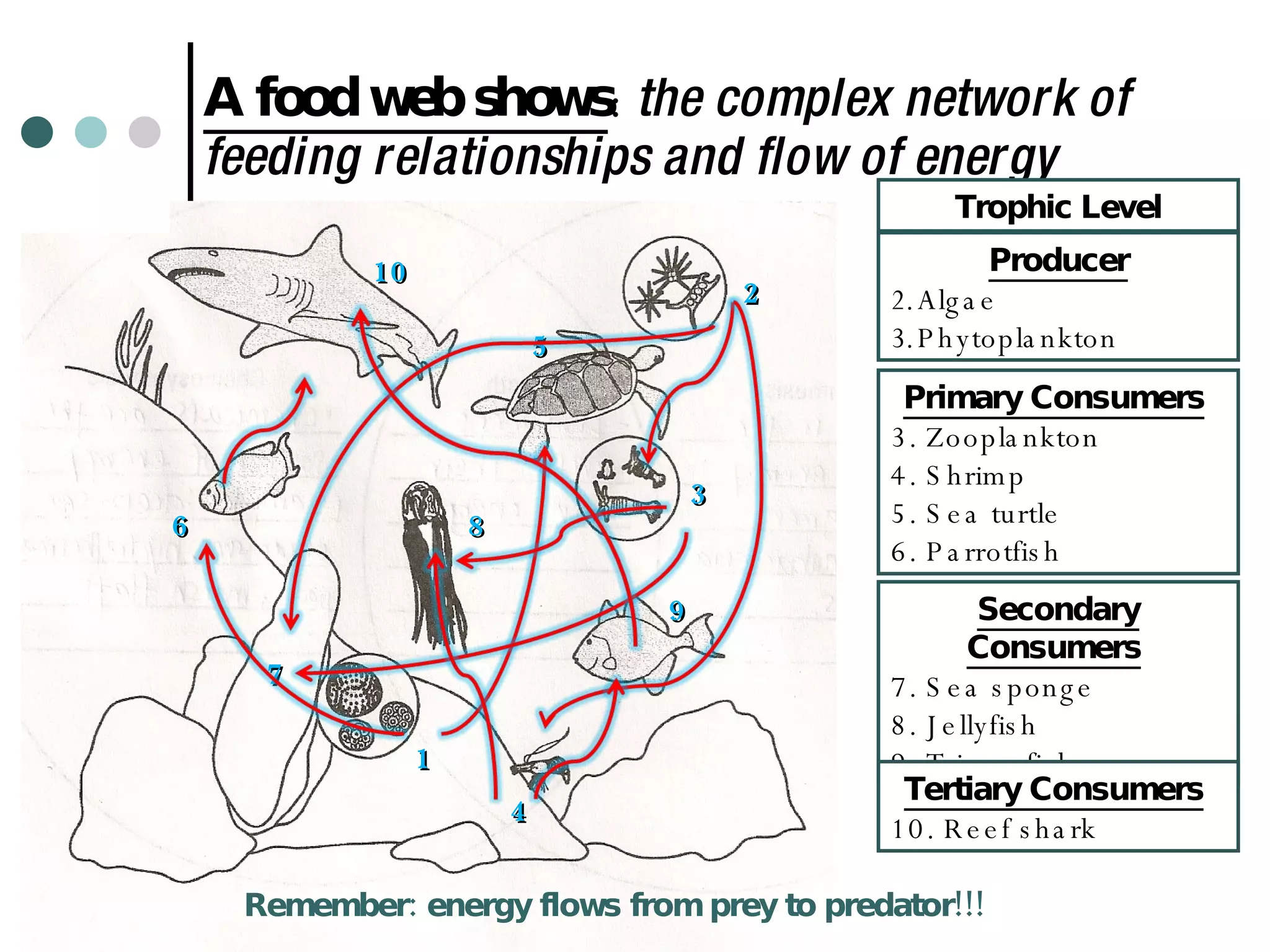A food web shows :  the complex network of feeding relationships and flow of energy Trophic Level Producer Algae  Phytoplankton 1 2 3 Primary Consumers   3. Zooplankton 4. Shrimp 5. Sea turtle 6. Parrotfish  7 4 5 6 9 8 10 Secondary Consumers   7. Sea sponge 8. Jellyfish  9. Triggerfish Tertiary Consumers   10. Reef shark Remember: energy flows from prey to predator!!! 