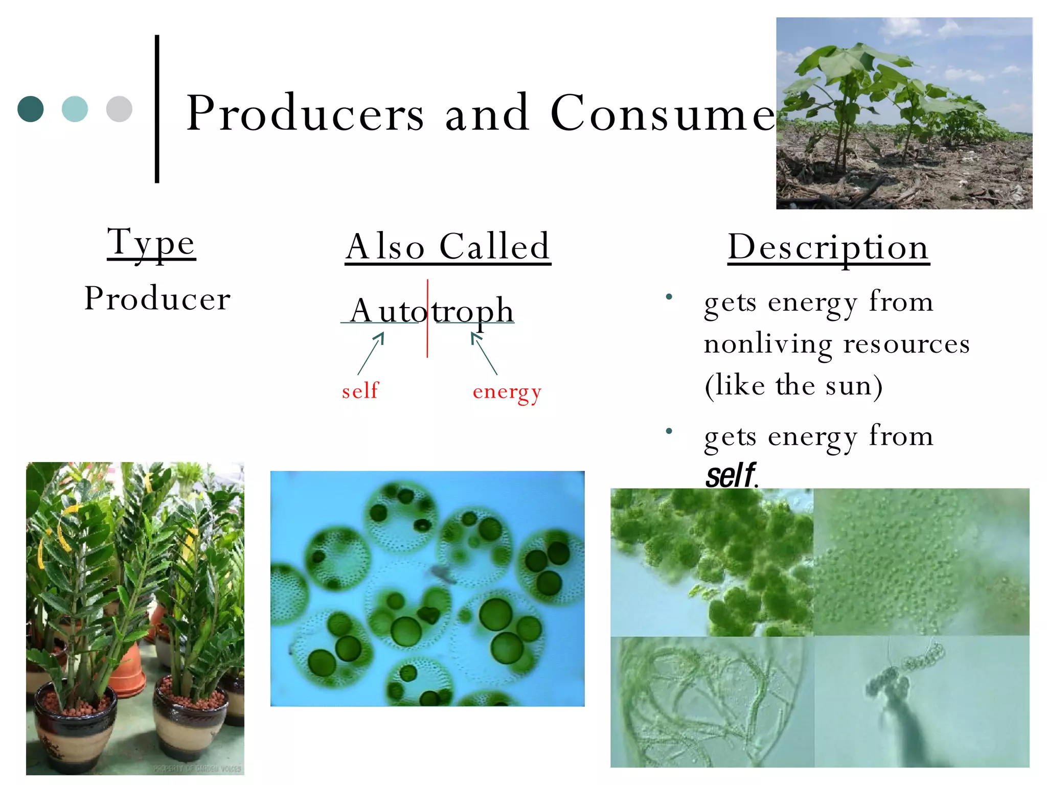 Producers and Consumers Type   Producer Also Called   Autotroph Description gets energy from nonliving resources (like the sun) gets energy from  self . self energy 