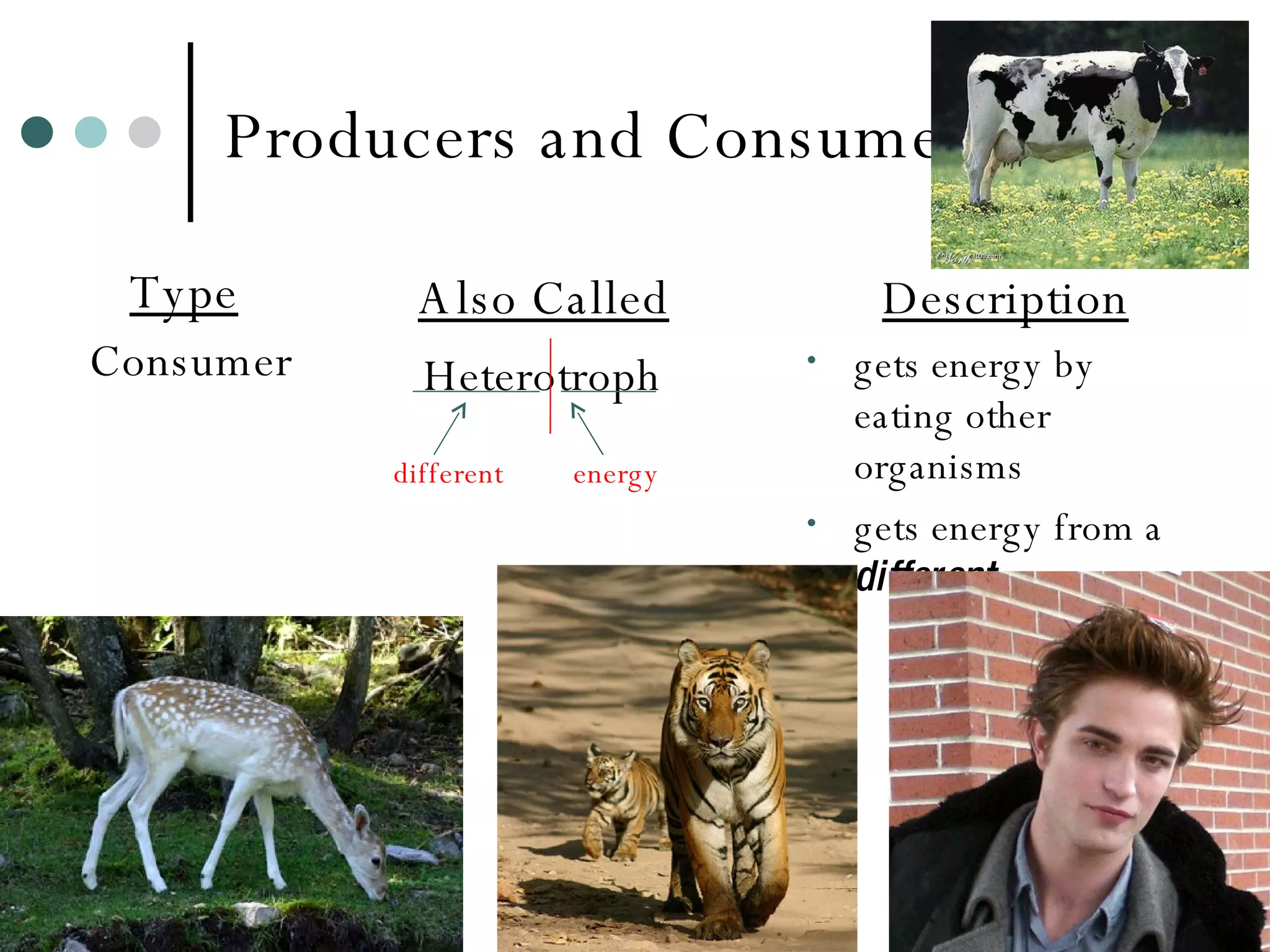 Producers and Consumers Type   Consumer Also Called   Heterotroph Description gets energy by eating other organisms gets energy from a  different  source. different energy 