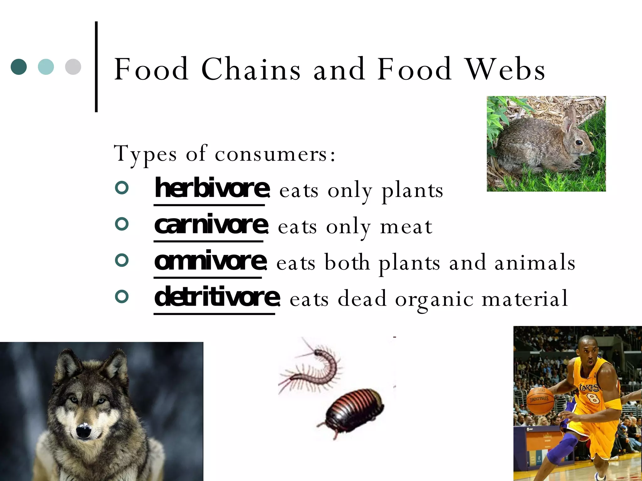 Food Chains and Food Webs Types of consumers: herbivore : eats only plants carnivore : eats only meat omnivore : eats both plants and animals detritivore : eats dead organic material 