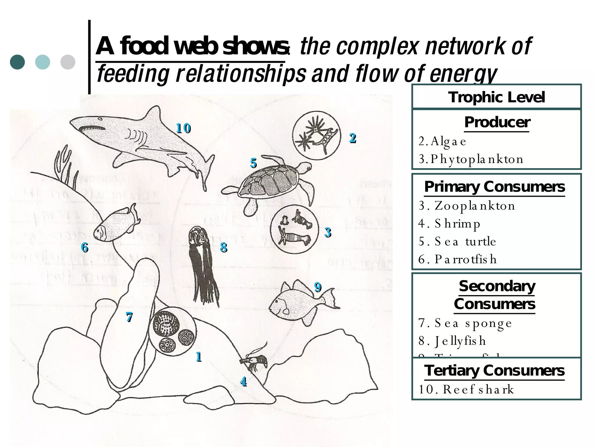 A food web shows :  the complex network of feeding relationships and flow of energy Trophic Level Producer Algae  Phytoplankton 1 2 3 Primary Consumers   3. Zooplankton 4. Shrimp 5. Sea turtle 6. Parrotfish  7 4 5 6 9 8 10 Secondary Consumers   7. Sea sponge 8. Jellyfish  9. Triggerfish Tertiary Consumers   10. Reef shark 
