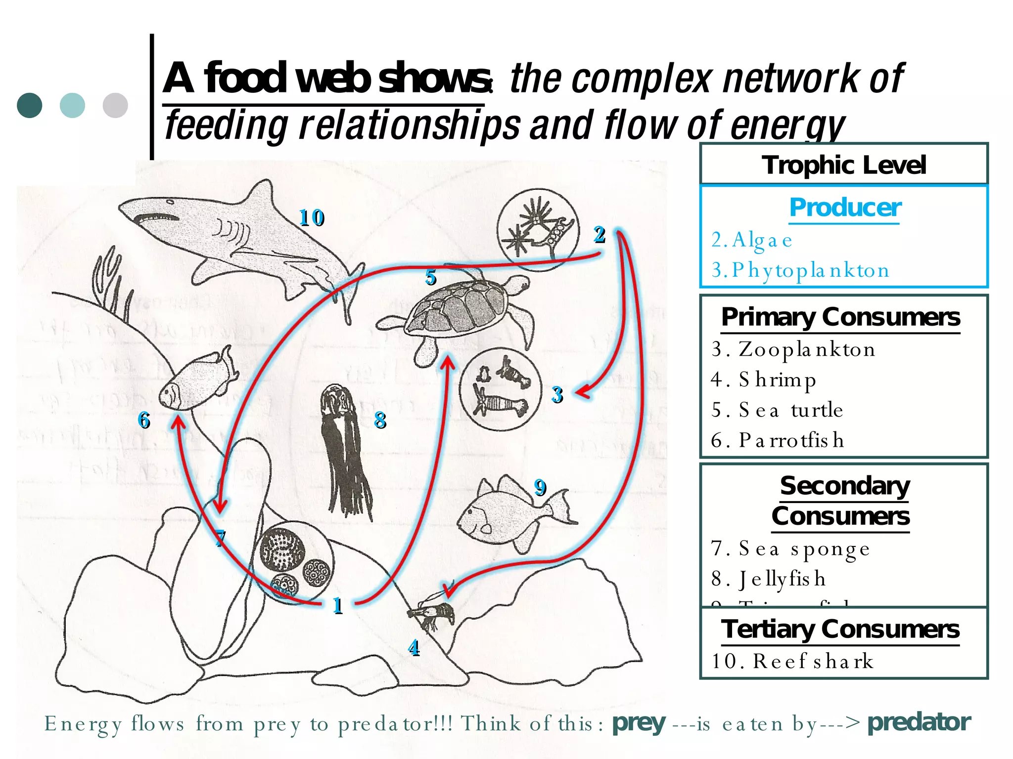 A food web shows :  the complex network of feeding relationships and flow of energy Trophic Level Producer Algae  Phytoplankton 1 2 3 Primary Consumers   3. Zooplankton 4. Shrimp 5. Sea turtle 6. Parrotfish  7 4 5 6 9 8 10 Secondary Consumers   7. Sea sponge 8. Jellyfish  9. Triggerfish Tertiary Consumers   10. Reef shark Energy flows from prey to predator!!! Think of this:  prey  ---is eaten by--->  predator 