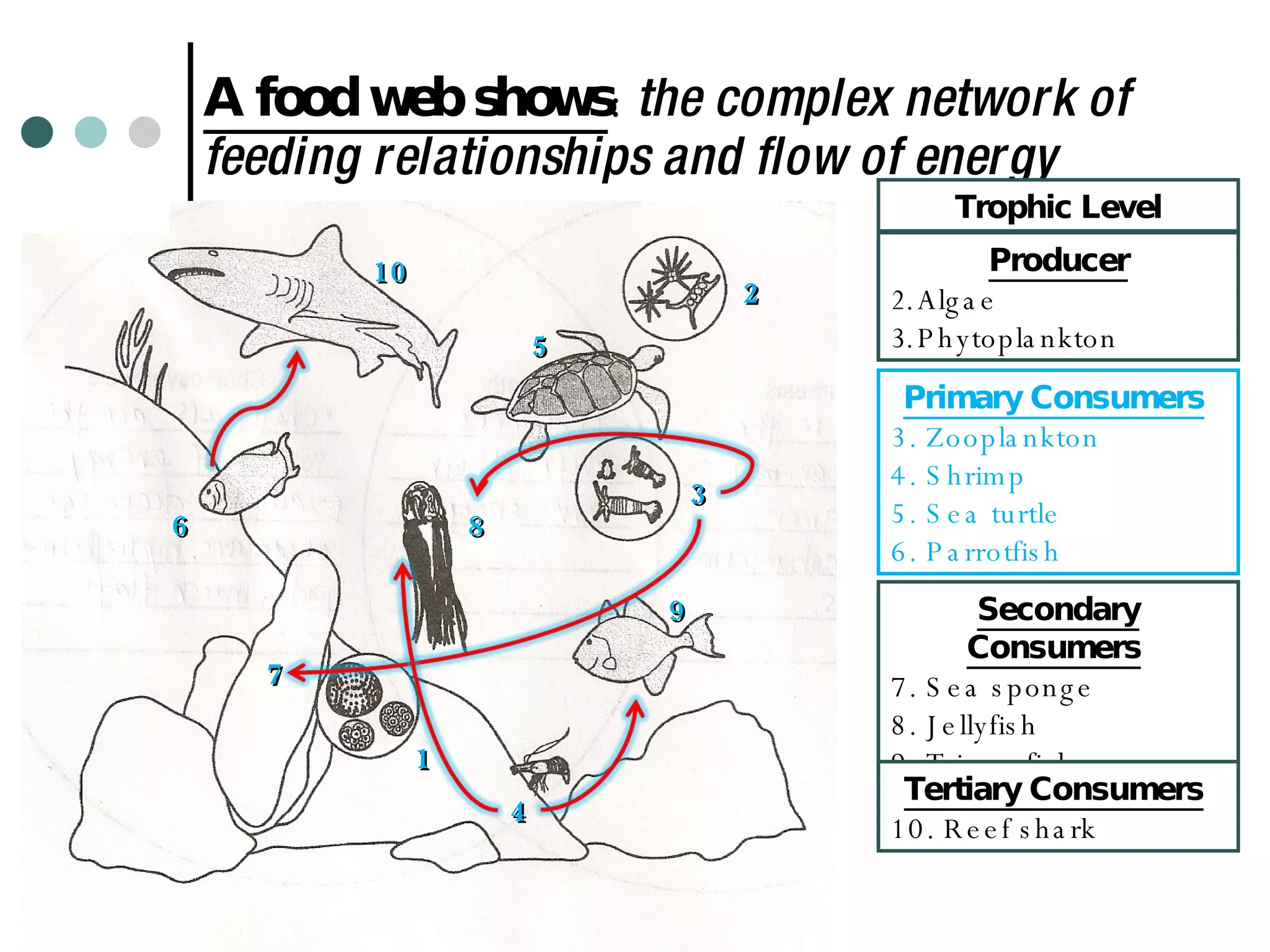A food web shows :  the complex network of feeding relationships and flow of energy Trophic Level Producer Algae  Phytoplankton 1 2 3 Primary Consumers   3. Zooplankton 4. Shrimp 5. Sea turtle 6. Parrotfish  7 4 5 6 9 8 10 Secondary Consumers   7. Sea sponge 8. Jellyfish  9. Triggerfish Tertiary Consumers   10. Reef shark 