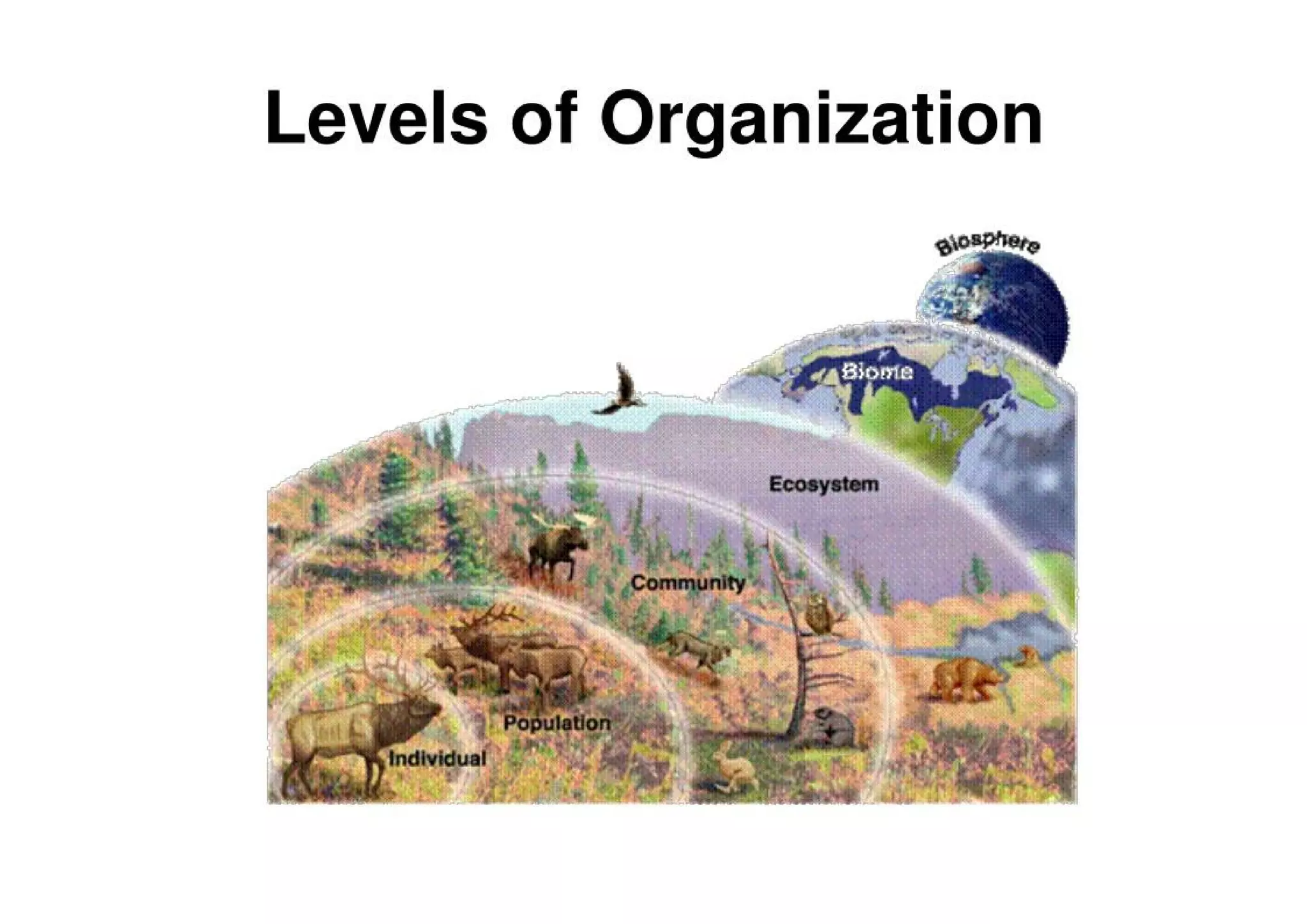 Introduction To Ecology