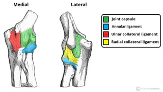 INTRODUCTION TO THE BIOMECHANICS OF ELBOW COMPLEX.pptx