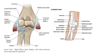 INTRODUCTION TO THE BIOMECHANICS OF ELBOW COMPLEX.pptx