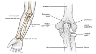 INTRODUCTION TO THE BIOMECHANICS OF ELBOW COMPLEX.pptx