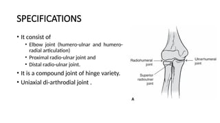SPECIFICATIONS
• It consist of
• Elbow joint (humero-ulnar and humero-
radial articulation)
• Proximal radio-ulnar joint and
• Distal radio-ulnar joint.
• It is a compound joint of hinge variety.
• Uniaxial di-arthrodial joint .
 