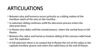 ARTICULATIONS
• Between ulna and humerus occurs primarly as a sliding motion of the
trochlear notch of the ulna on the trochlea .
• In extension sliding continues untill the olecranon process enters the
olecranon fossa
• In flexion ulna slides until the conoid process enters the coniod fossa in full
flexion.
• Between the radius and humerus involves sliding of the concave radial head
over the capitulum
• In full extension there is no contact but in flexion the rim of the radius in the
capitulo-trochlear groove and enters the radial fossa at the end of flexion.
 