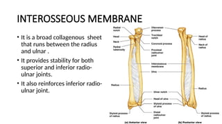 INTEROSSEOUS MEMBRANE
• It is a broad collagenous sheet
that runs between the radius
and ulnar .
• It provides stability for both
superior and inferior radio-
ulnar joints.
• It also reinforces inferior radio-
ulnar joint.
 