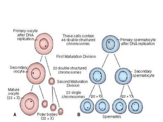 Embryoplogic Tree Introduction to embryology | PPTX