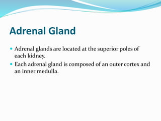 Adrenal Gland
 Adrenal glands are located at the superior poles of
each kidney.
 Each adrenal gland is composed of an outer cortex and
an inner medulla.
 