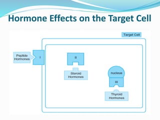 Hormone Effects on the Target Cell
 