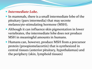  Intermediate Lobe.
 In mammals, there is a small intermediate lobe of the
pituitary (pars intermedia) that may secrete
melanocyte-stimulating hormone (MSH).
 Although it can influence skin pigmentation in lower
vertebrates, the intermediate lobe does not produce
MSH in meaningful amounts in humans.
 Humans can, however, produce MSH from a precursor
protein (proopiomelacortin) that is synthesized in
central tissues (anterior pituitary, hypothalamus) and
the periphery (skin, lymphoid tissues)
 