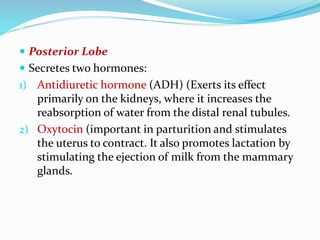  Posterior Lobe
 Secretes two hormones:
1) Antidiuretic hormone (ADH) (Exerts its effect
primarily on the kidneys, where it increases the
reabsorption of water from the distal renal tubules.
2) Oxytocin (important in parturition and stimulates
the uterus to contract. It also promotes lactation by
stimulating the ejection of milk from the mammary
glands.
 