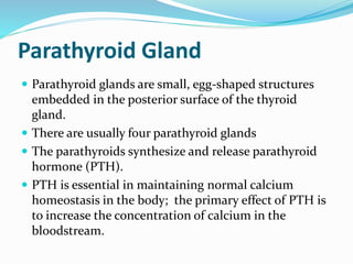 Parathyroid Gland
 Parathyroid glands are small, egg-shaped structures
embedded in the posterior surface of the thyroid
gland.
 There are usually four parathyroid glands
 The parathyroids synthesize and release parathyroid
hormone (PTH).
 PTH is essential in maintaining normal calcium
homeostasis in the body; the primary effect of PTH is
to increase the concentration of calcium in the
bloodstream.
 