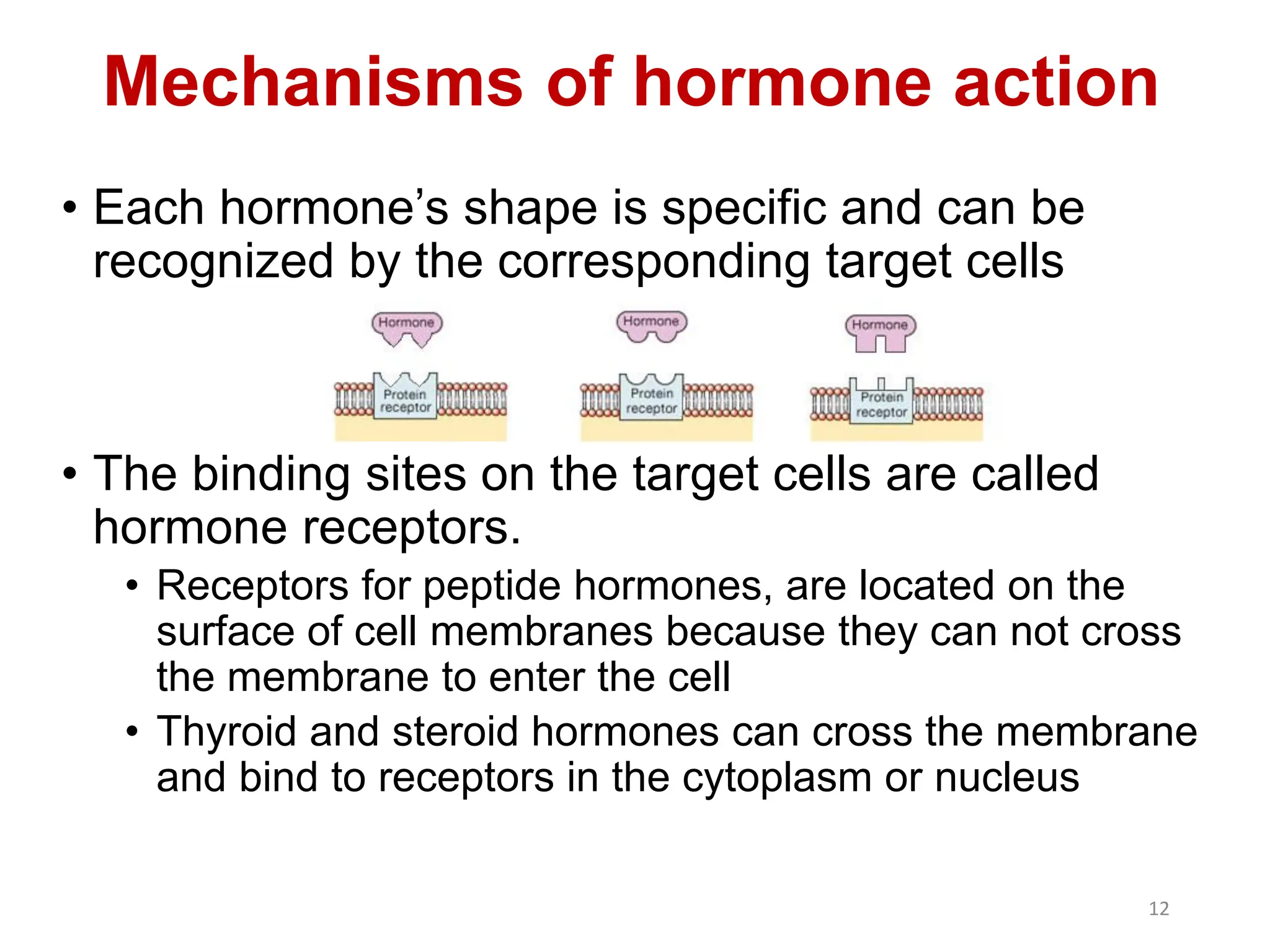 • Each hormone’s shape is specific and can be
recognized by the corresponding target cells
• The binding sites on the target cells are called
hormone receptors.
• Receptors for peptide hormones, are located on the
surface of cell membranes because they can not cross
the membrane to enter the cell
• Thyroid and steroid hormones can cross the membrane
and bind to receptors in the cytoplasm or nucleus
Mechanisms of hormone action
12
 