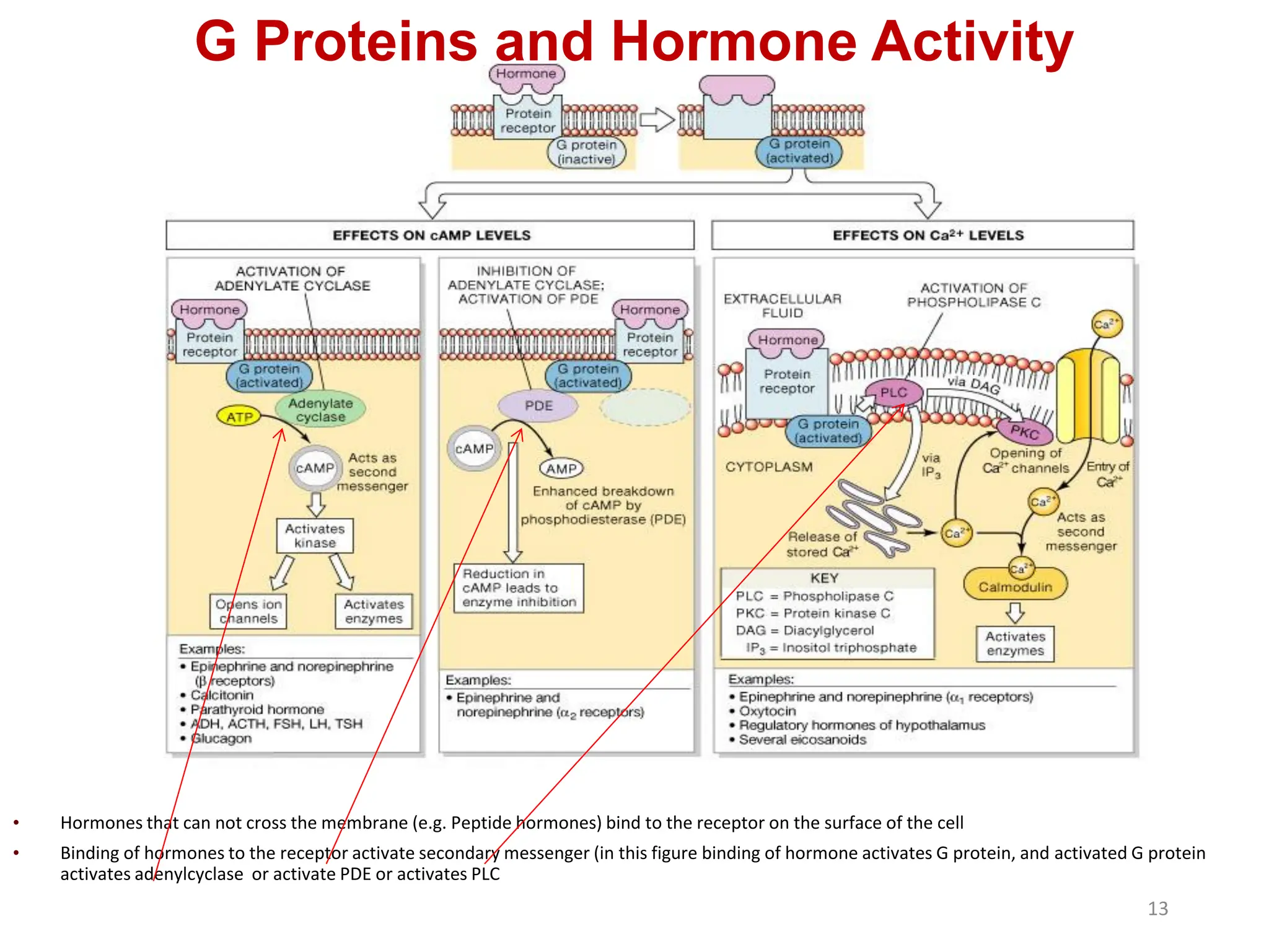 G Proteins and Hormone Activity
• Hormones that can not cross the membrane (e.g. Peptide hormones) bind to the receptor on the surface of the cell
• Binding of hormones to the receptor activate secondary messenger (in this figure binding of hormone activates G protein, and activated G protein
activates adenylcyclase or activate PDE or activates PLC
13
 