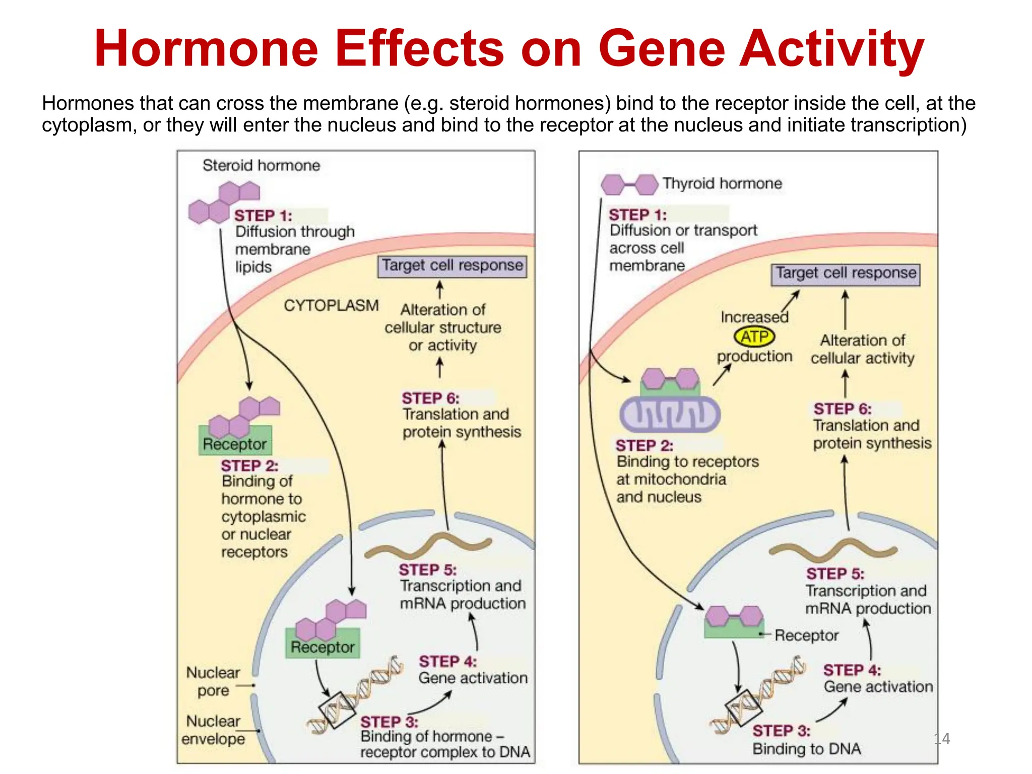 Hormone Effects on Gene Activity
Hormones that can cross the membrane (e.g. steroid hormones) bind to the receptor inside the cell, at the
cytoplasm, or they will enter the nucleus and bind to the receptor at the nucleus and initiate transcription)
14
 