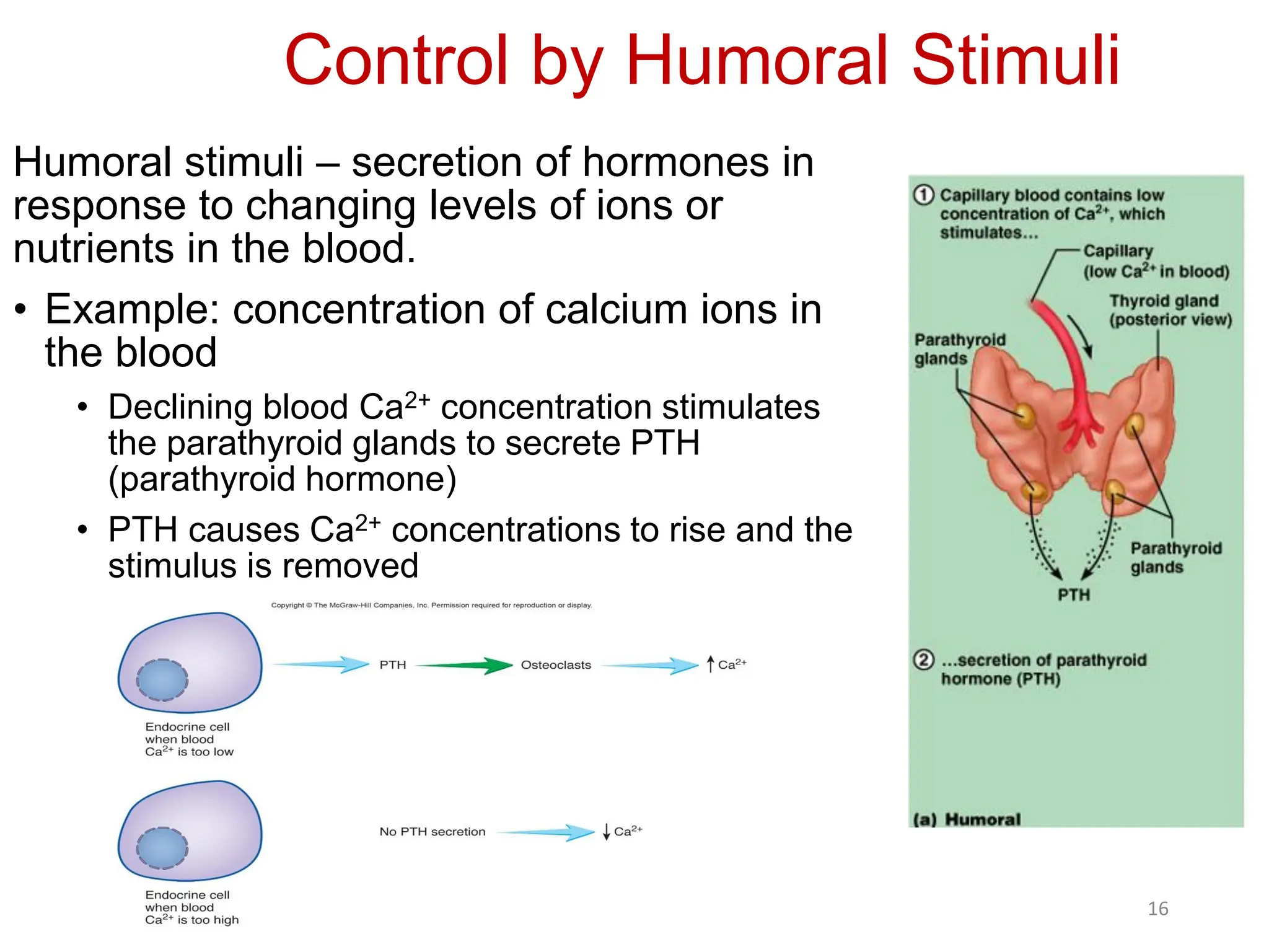 Control by Humoral Stimuli
Humoral stimuli – secretion of hormones in
response to changing levels of ions or
nutrients in the blood.
• Example: concentration of calcium ions in
the blood
• Declining blood Ca2+ concentration stimulates
the parathyroid glands to secrete PTH
(parathyroid hormone)
• PTH causes Ca2+ concentrations to rise and the
stimulus is removed
16
 