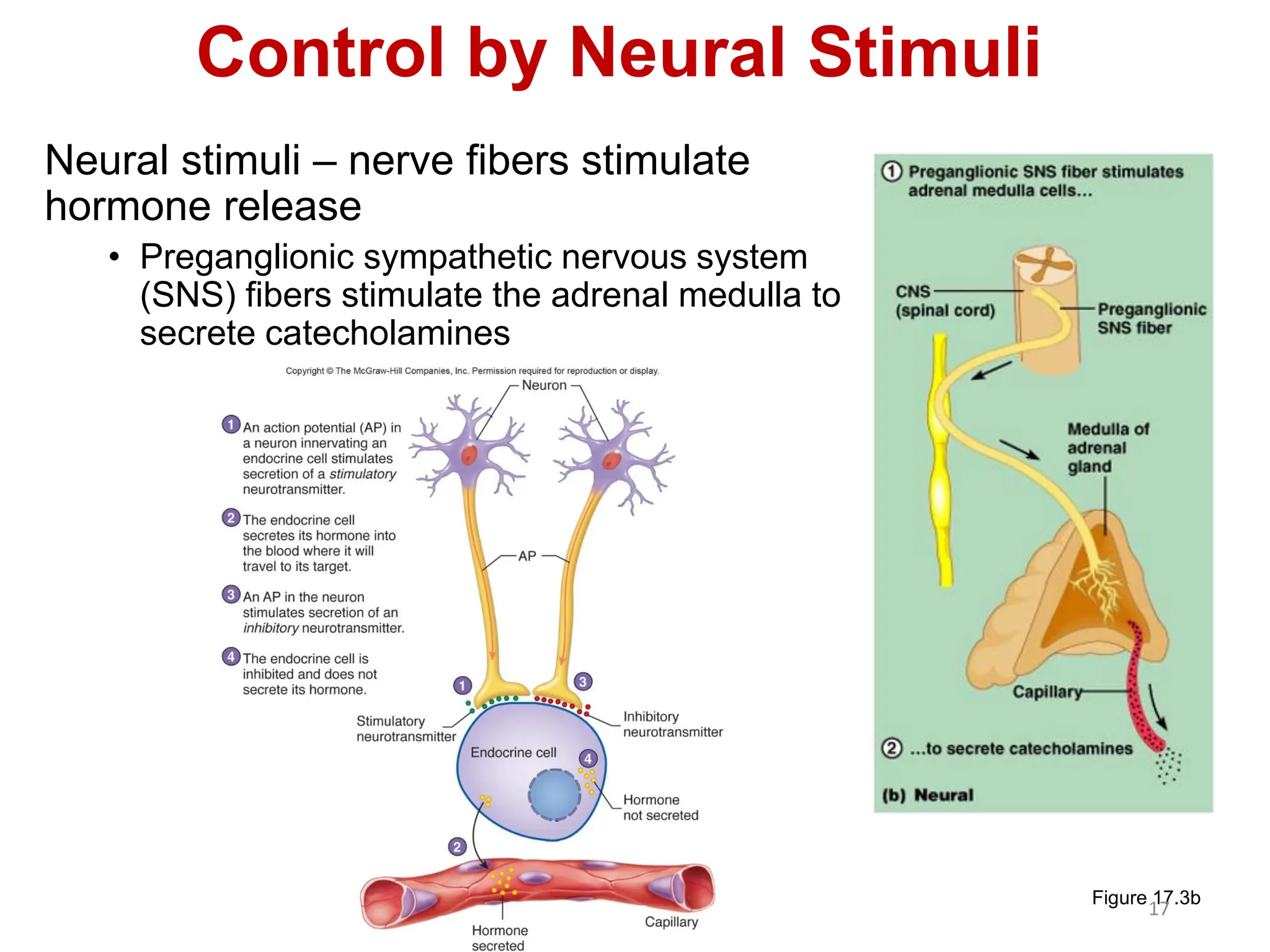 Control by Neural Stimuli
Neural stimuli – nerve fibers stimulate
hormone release
• Preganglionic sympathetic nervous system
(SNS) fibers stimulate the adrenal medulla to
secrete catecholamines
Figure 17.3b
17
 