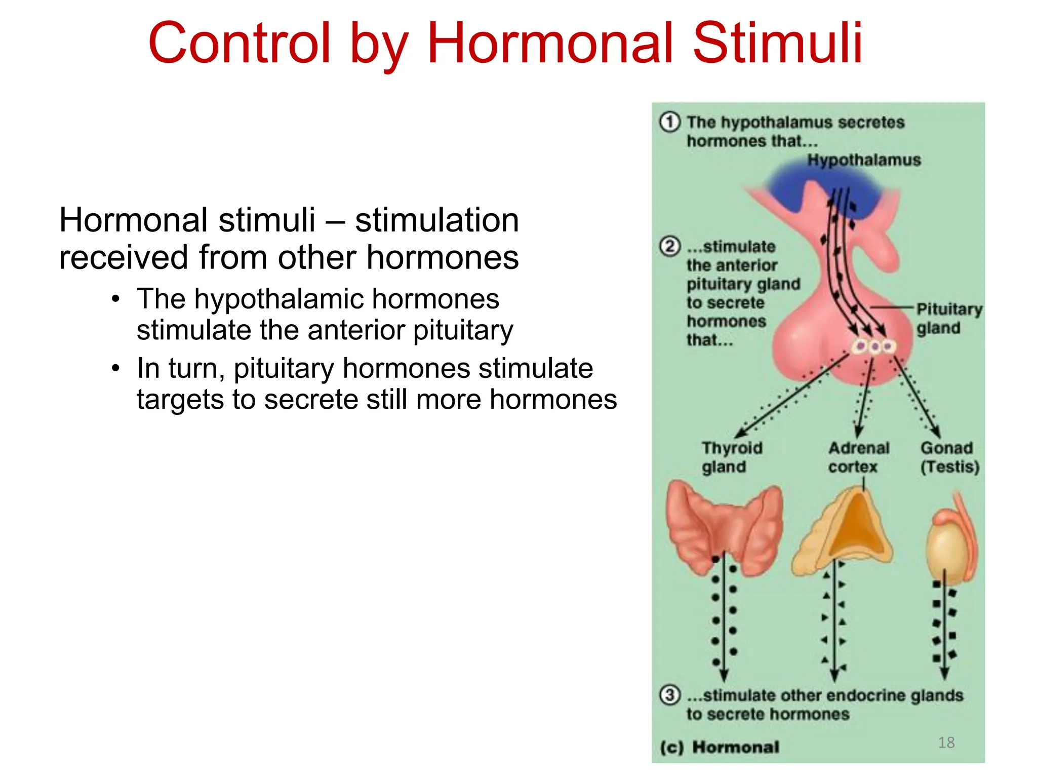 Control by Hormonal Stimuli
Hormonal stimuli – stimulation
received from other hormones
• The hypothalamic hormones
stimulate the anterior pituitary
• In turn, pituitary hormones stimulate
targets to secrete still more hormones
18
 