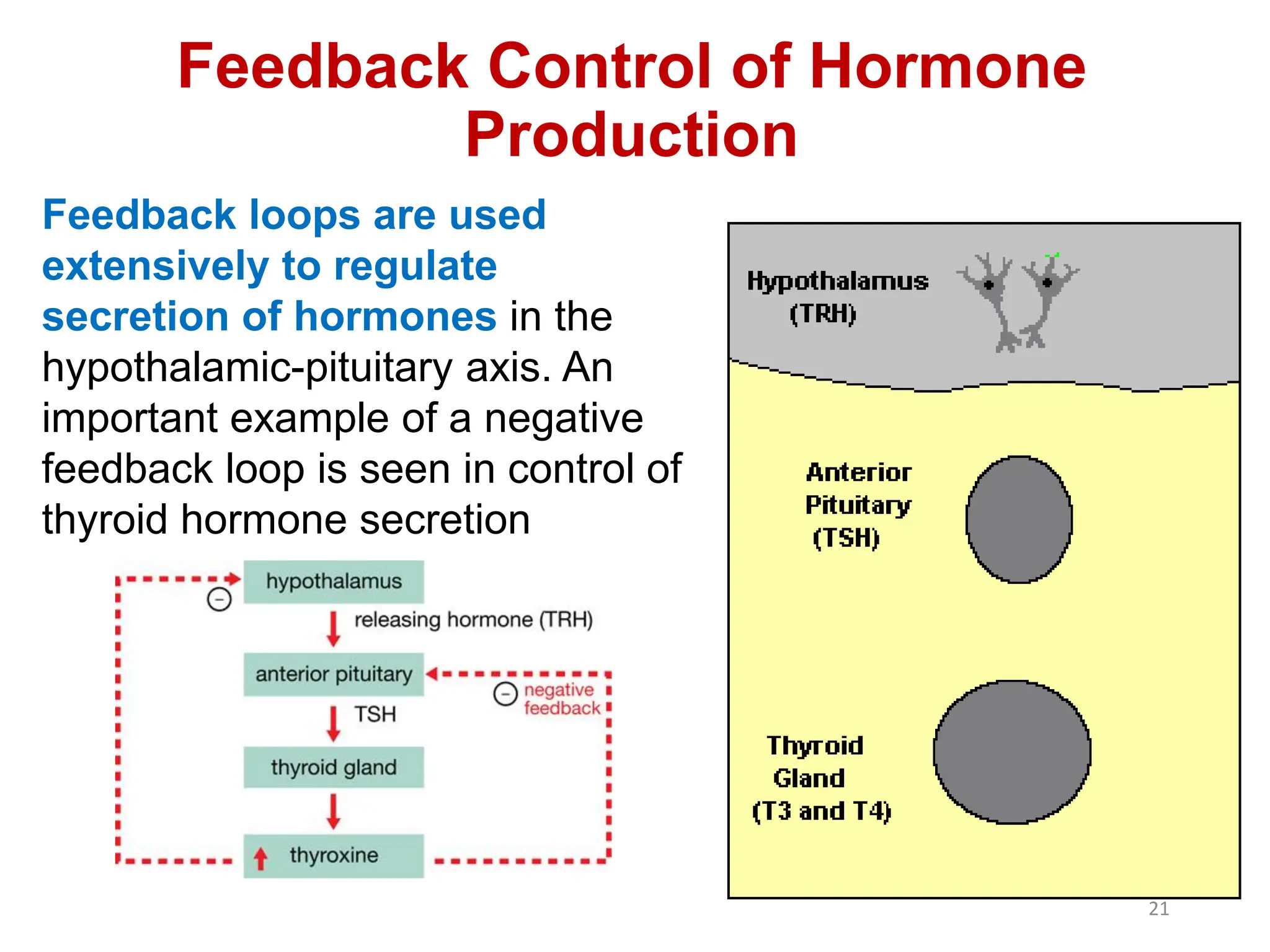 Feedback Control of Hormone
Production
Feedback loops are used
extensively to regulate
secretion of hormones in the
hypothalamic-pituitary axis. An
important example of a negative
feedback loop is seen in control of
thyroid hormone secretion
21
 