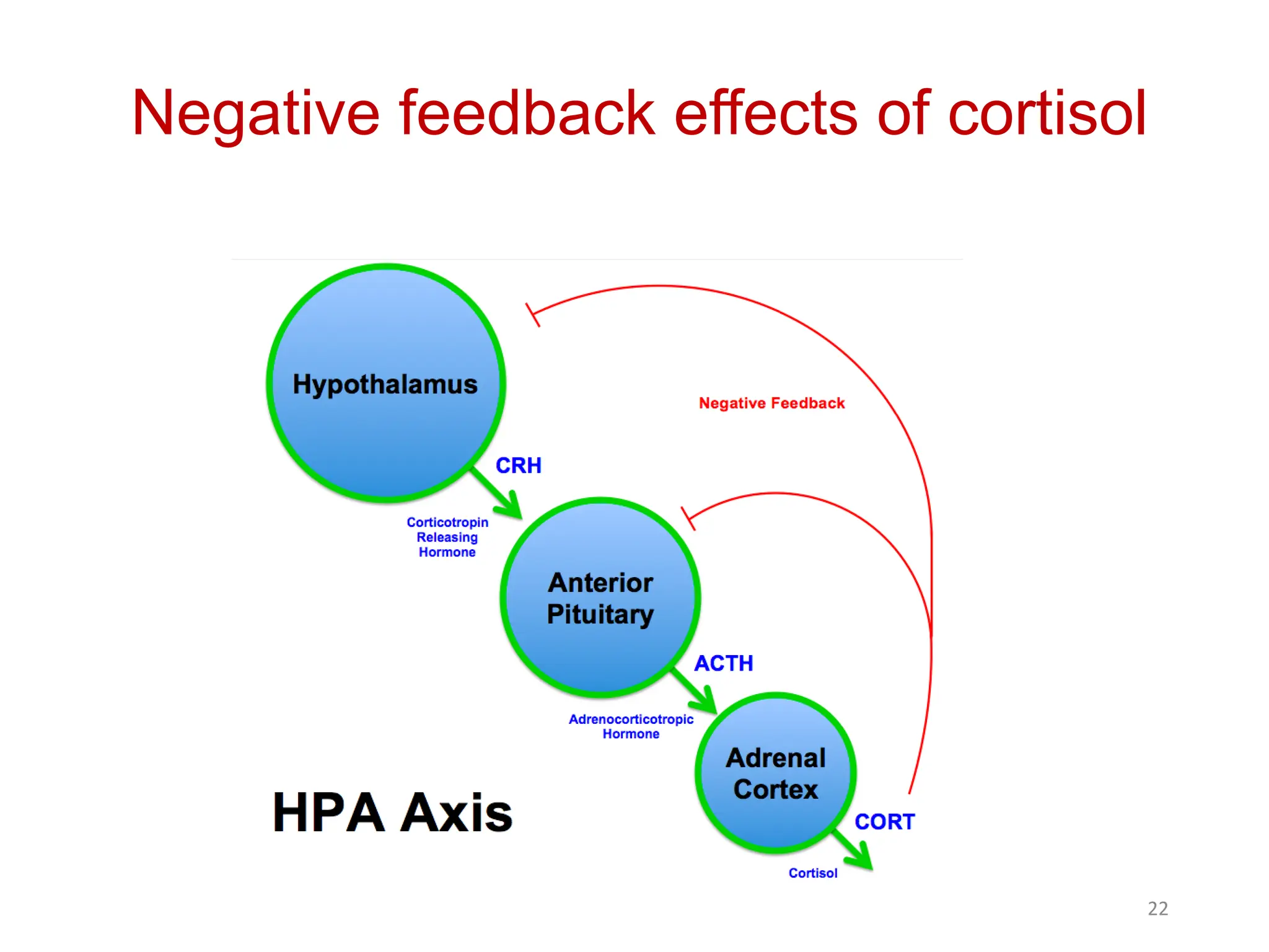 Negative feedback effects of cortisol
22
 