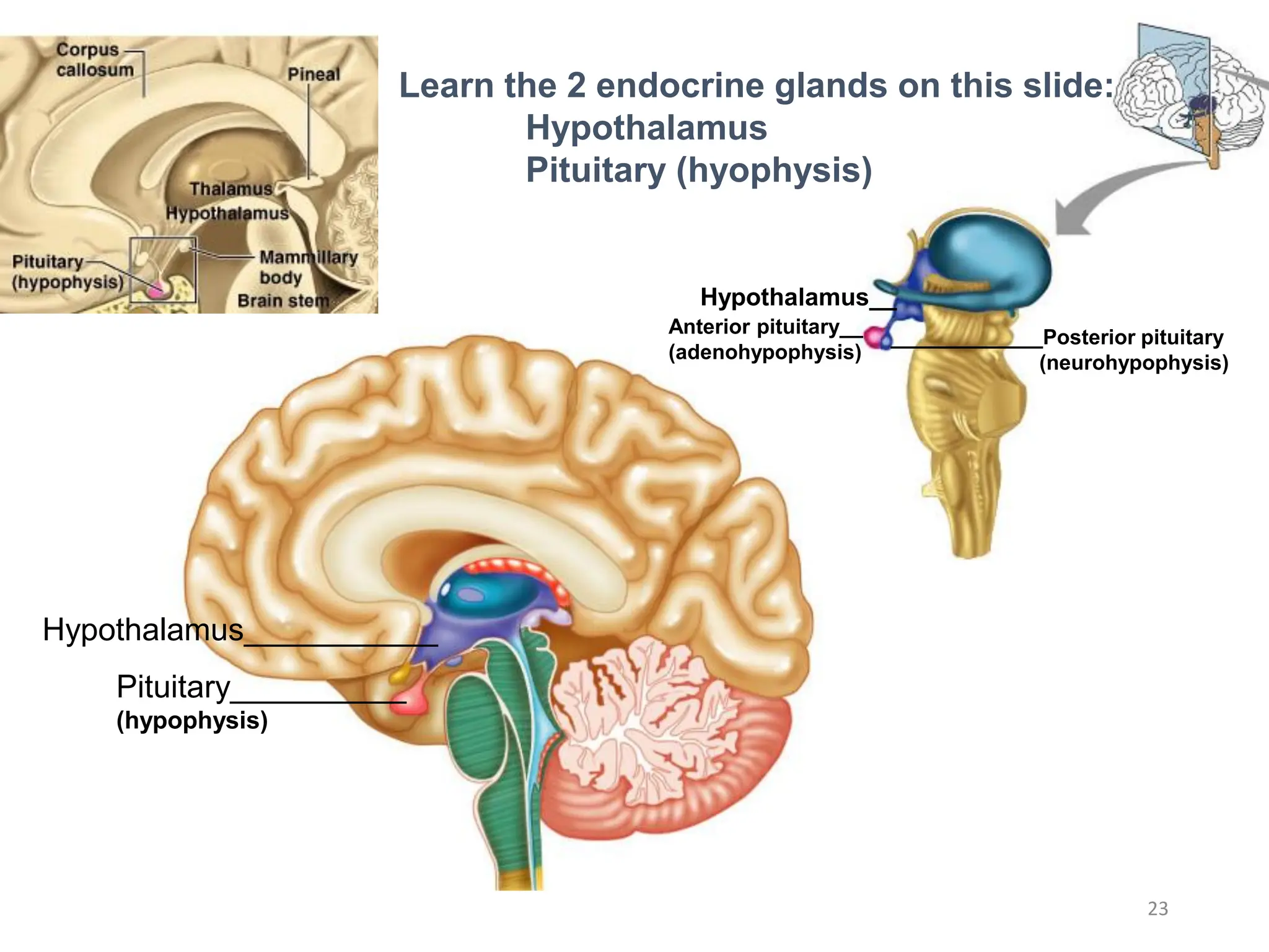Pituitary__________
(hypophysis)
Hypothalamus___________
Hypothalamus__
Anterior pituitary__
(adenohypophysis)
_____________Posterior pituitary
(neurohypophysis)
Learn the 2 endocrine glands on this slide:
Hypothalamus
Pituitary (hyophysis)
23
 