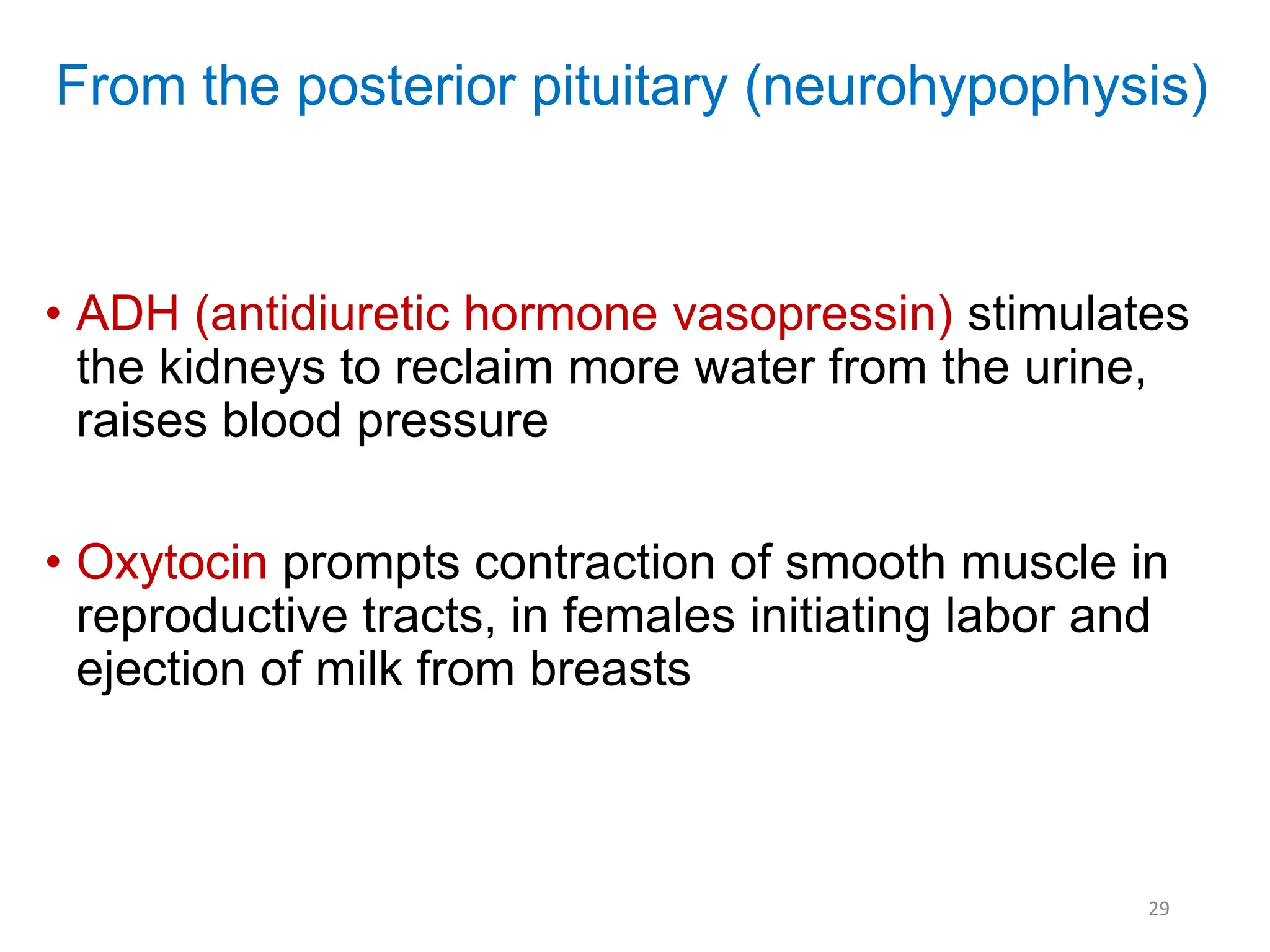From the posterior pituitary (neurohypophysis)
• ADH (antidiuretic hormone vasopressin) stimulates
the kidneys to reclaim more water from the urine,
raises blood pressure
• Oxytocin prompts contraction of smooth muscle in
reproductive tracts, in females initiating labor and
ejection of milk from breasts
29
 