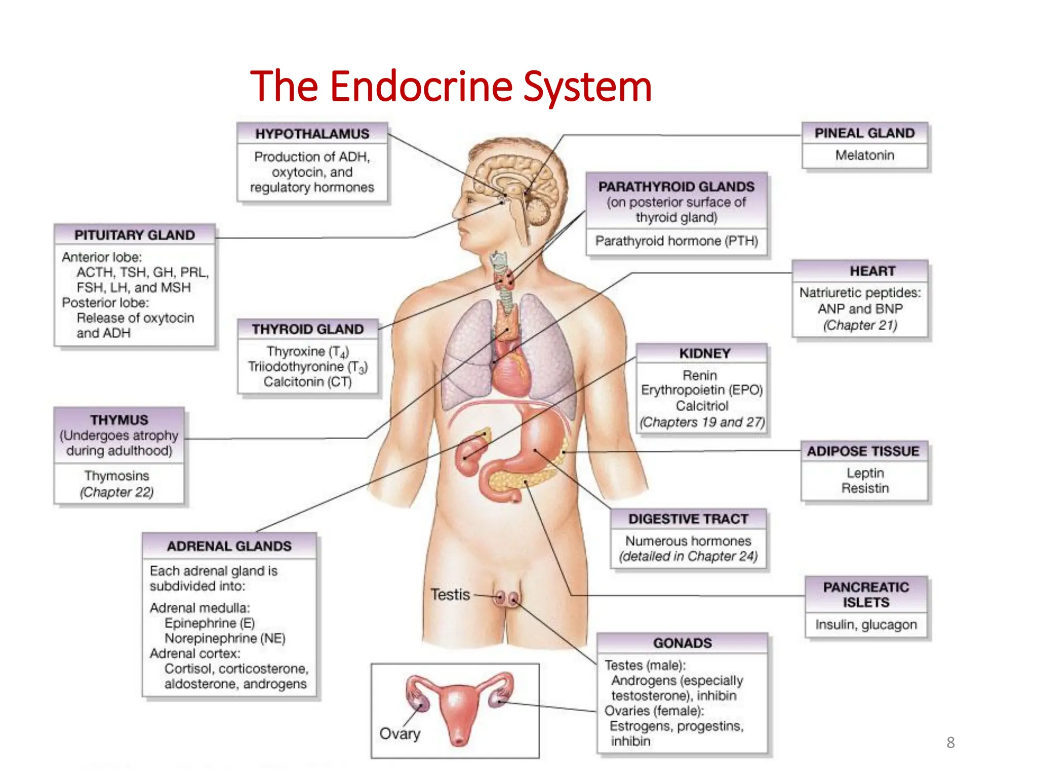 The Endocrine System
8
 