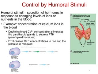 INTRODUCTION TO ENDOCRINE SYSTEM - PHARMNEU-zeliha_20.pdf