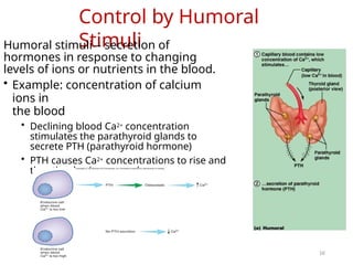 INTRODUCTION TO ENDOCRINE SYSTEM - PHARMNEU-zeliha_20.pptx