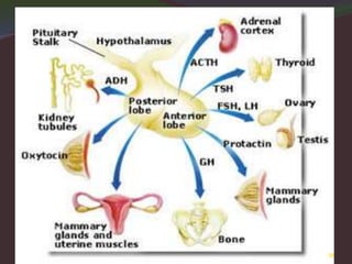 INTRODUCTION TO ENDOCRINOLOGY.pptx ENDOCRINE SYSTEM | PPTX