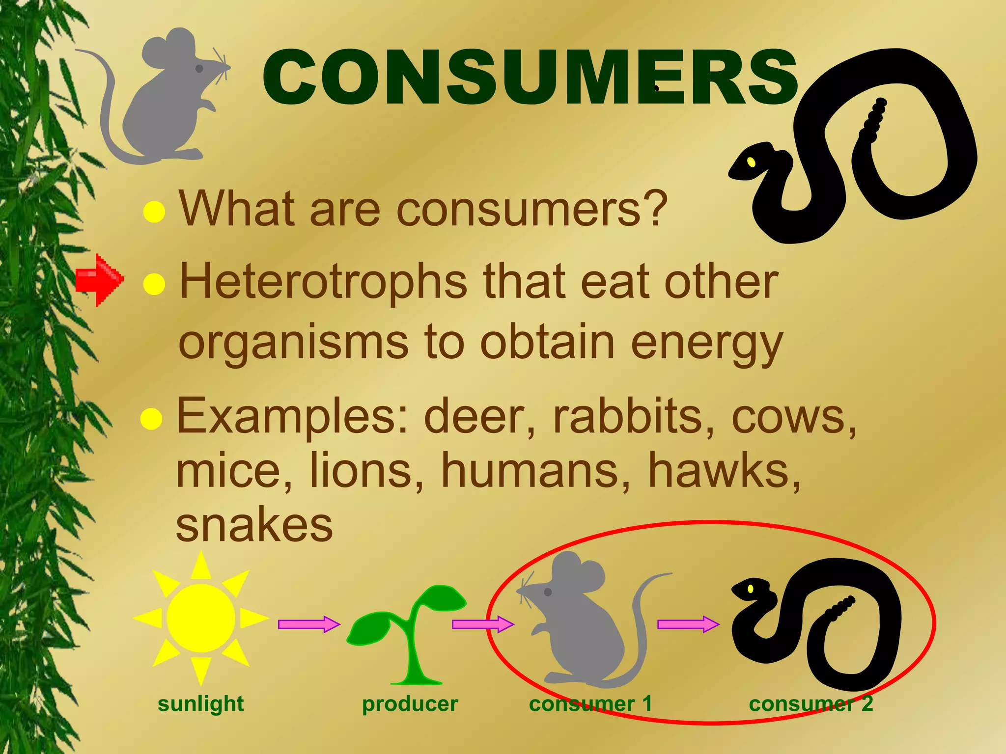 Introduction to energy flow | PPTX