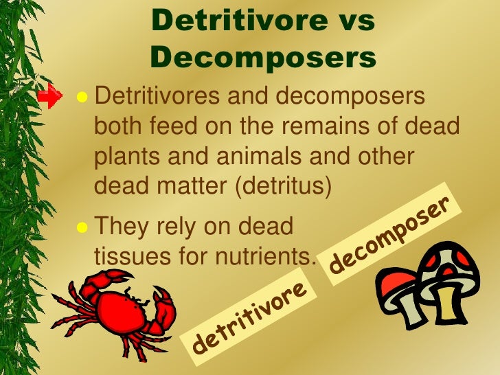 Image result for detritivore