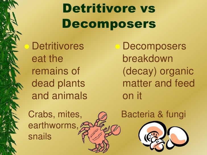 Decomposer | Definition, Structure , Types & Functions