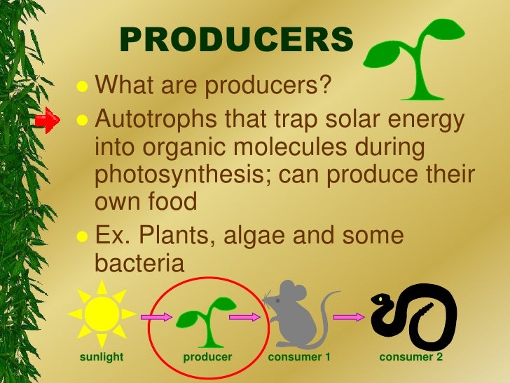 How Do Producers Get Their Food How Do Producers Get Their Food