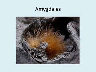 Amygdales
 