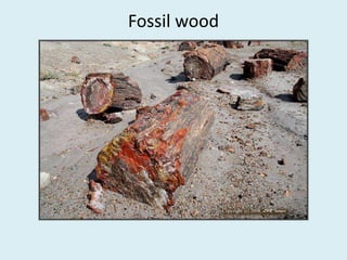 Fossil wood
 