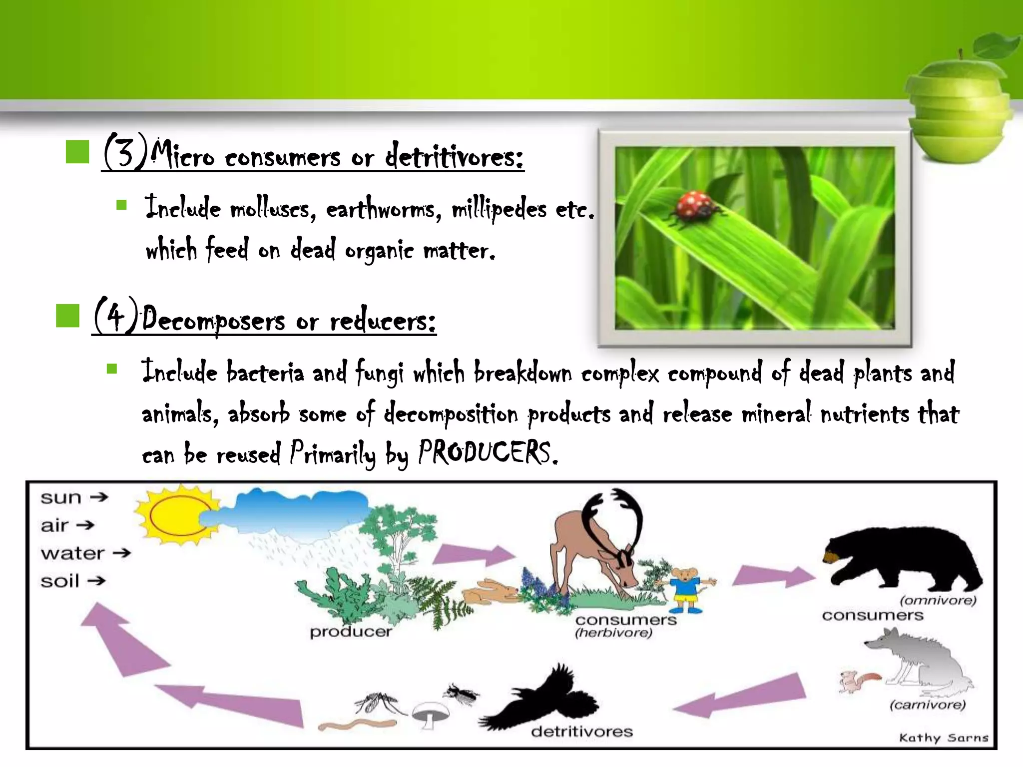  (3)Micro consumers or detritivores:
     Include molluscs, earthworms, millipedes etc.
      which feed on dead organic matter.

 (4)Decomposers or reducers:
    Include bacteria and fungi which breakdown complex compound of dead plants and
     animals, absorb some of decomposition products and release mineral nutrients that
     can be reused Primarily by PRODUCERS.
 
