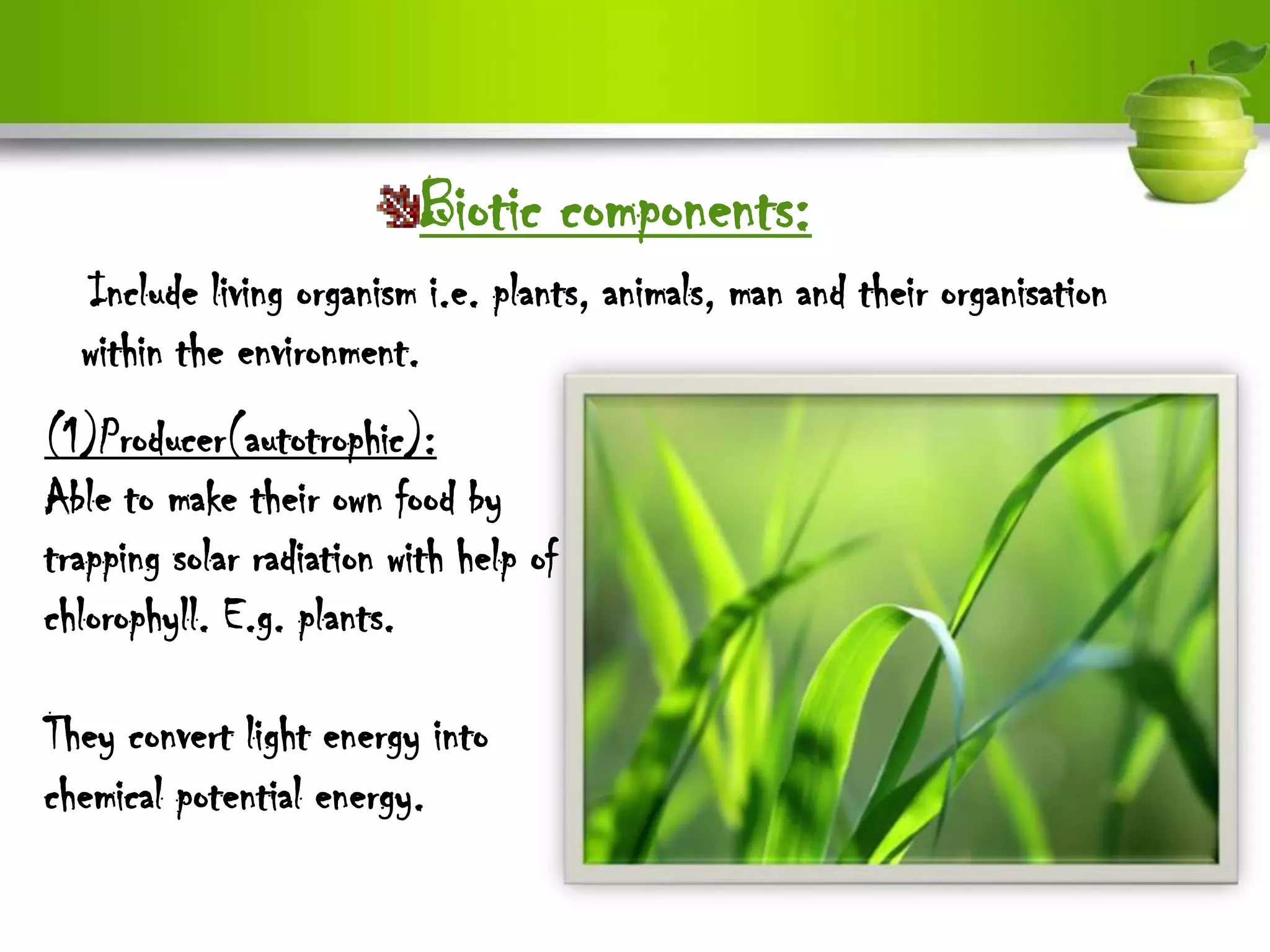 Biotic components:
  Include living organism i.e. plants, animals, man and their organisation
  within the environment.
(1)Producer(autotrophic):
Able to make their own food by
trapping solar radiation with help of
chlorophyll. E.g. plants.

They convert light energy into
chemical potential energy.
 