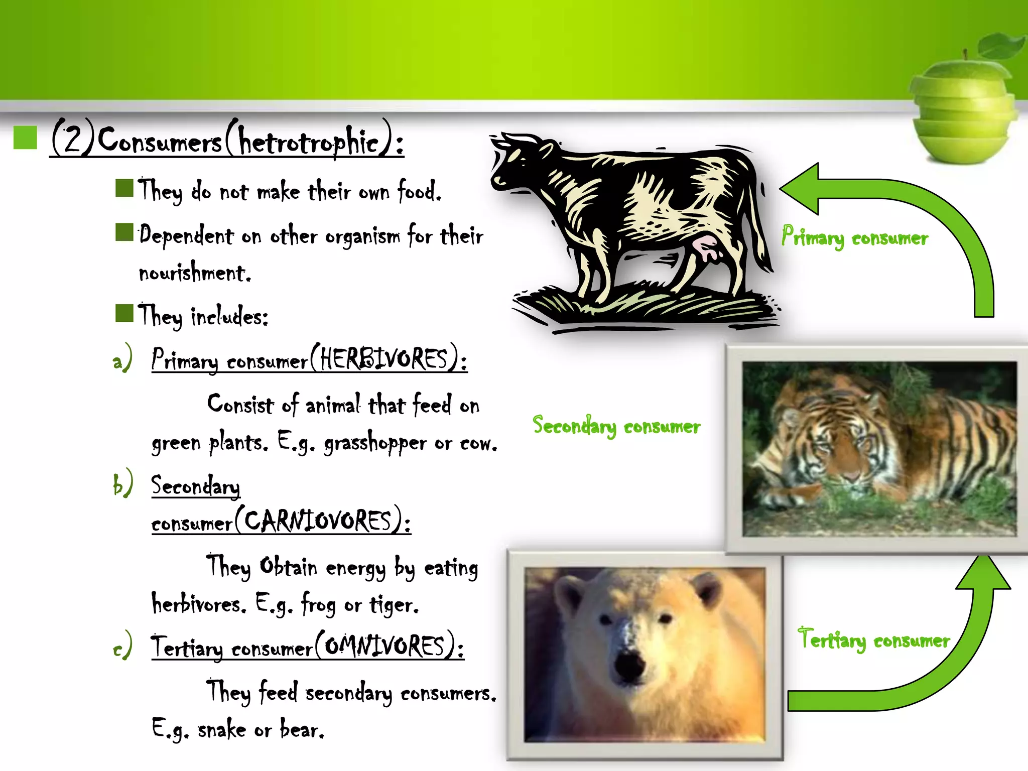  (2)Consumers(hetrotrophic):
       They do not make their own food.
       Dependent on other organism for their
         nourishment.
       They includes:
       a) Primary consumer(HERBIVORES):
                Consist of animal that feed on
          green plants. E.g. grasshopper or cow.
       b) Secondary
          consumer(CARNIOVORES):
                They Obtain energy by eating
          herbivores. E.g. frog or tiger.
       c) Tertiary consumer(OMNIVORES):
                They feed secondary consumers.
          E.g. snake or bear.
 