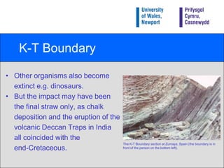 K-T BoundaryOther organisms also become 	extinct e.g. dinosaurs.But the impact may have been 	the final straw only, as chalk 	deposition and the eruption of the	volcanic Deccan Traps in India 	all coincided with the 	end-Cretaceous.The K-T Boundary section at Zumaya, Spain (the boundary is in front of the person on the bottom left).