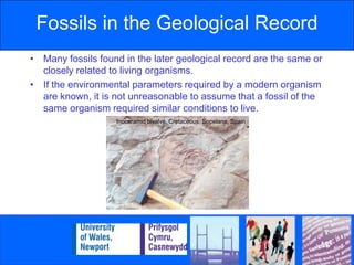 Fossils in the Geological RecordMany fossils found in the later geological record are the same or closely related to living organisms.If the environmental parameters required by a modern organism are known, it is not unreasonable to assume that a fossil of the same organism required similar conditions to live.Inoceramid bivalve, Cretaceous, Sopelana, Spain