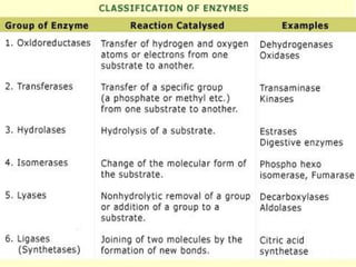 Introduction to enzymes (Biochemistry)