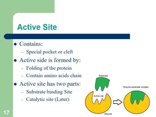 Introduction to enzymes (Biochemistry)