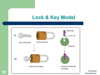Introduction to enzymes (Biochemistry)