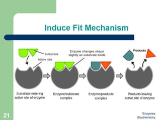 Introduction to enzymes (Biochemistry)