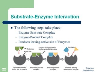 Introduction to enzymes (Biochemistry)